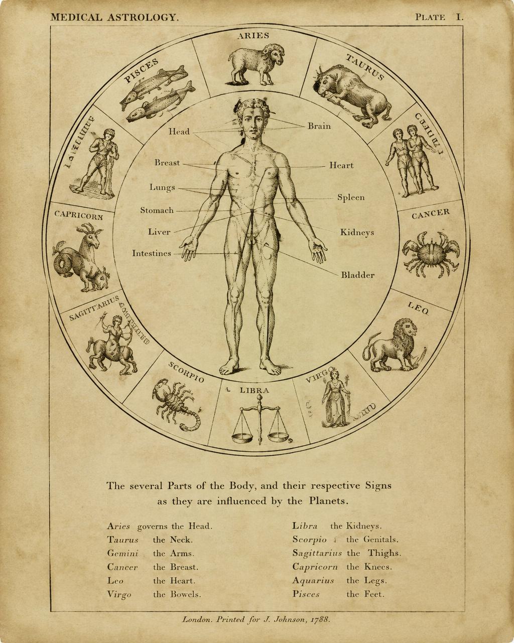 Antique medical astrology plate showing the body and the zodiac